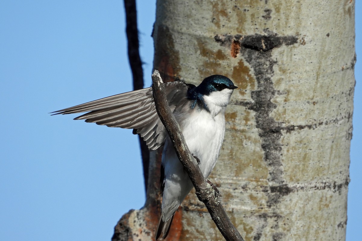 Tree Swallow - Cathleen Nichols