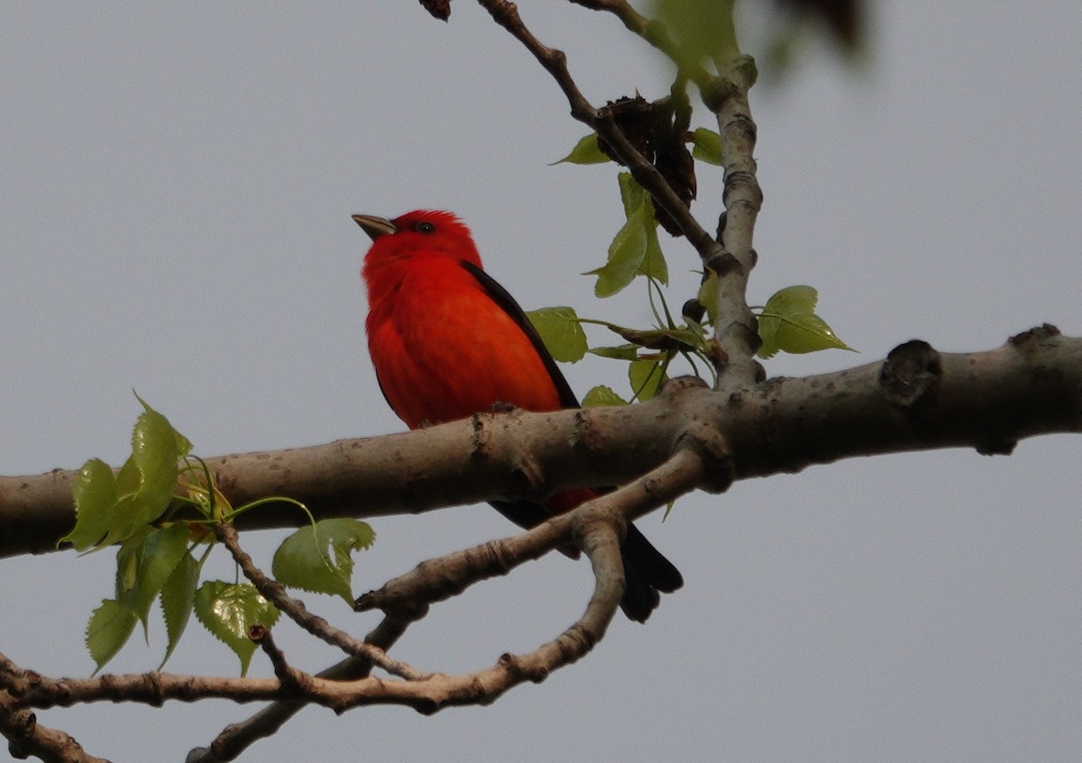 Scarlet Tanager - Danielle Cayer