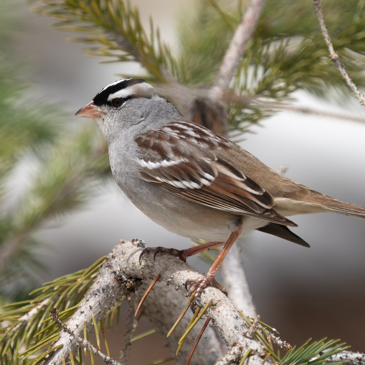 White-crowned Sparrow - Matt Hoecherl