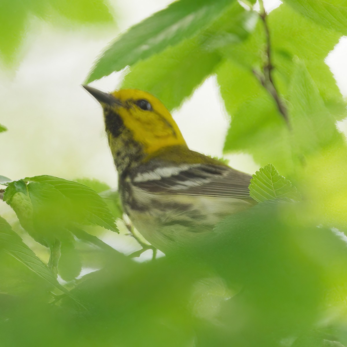 Black-throated Green Warbler - ML619103204