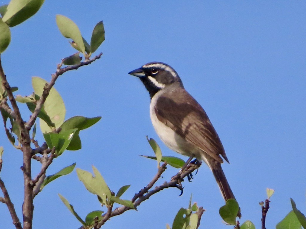 Black-throated Sparrow - Louise Smyth