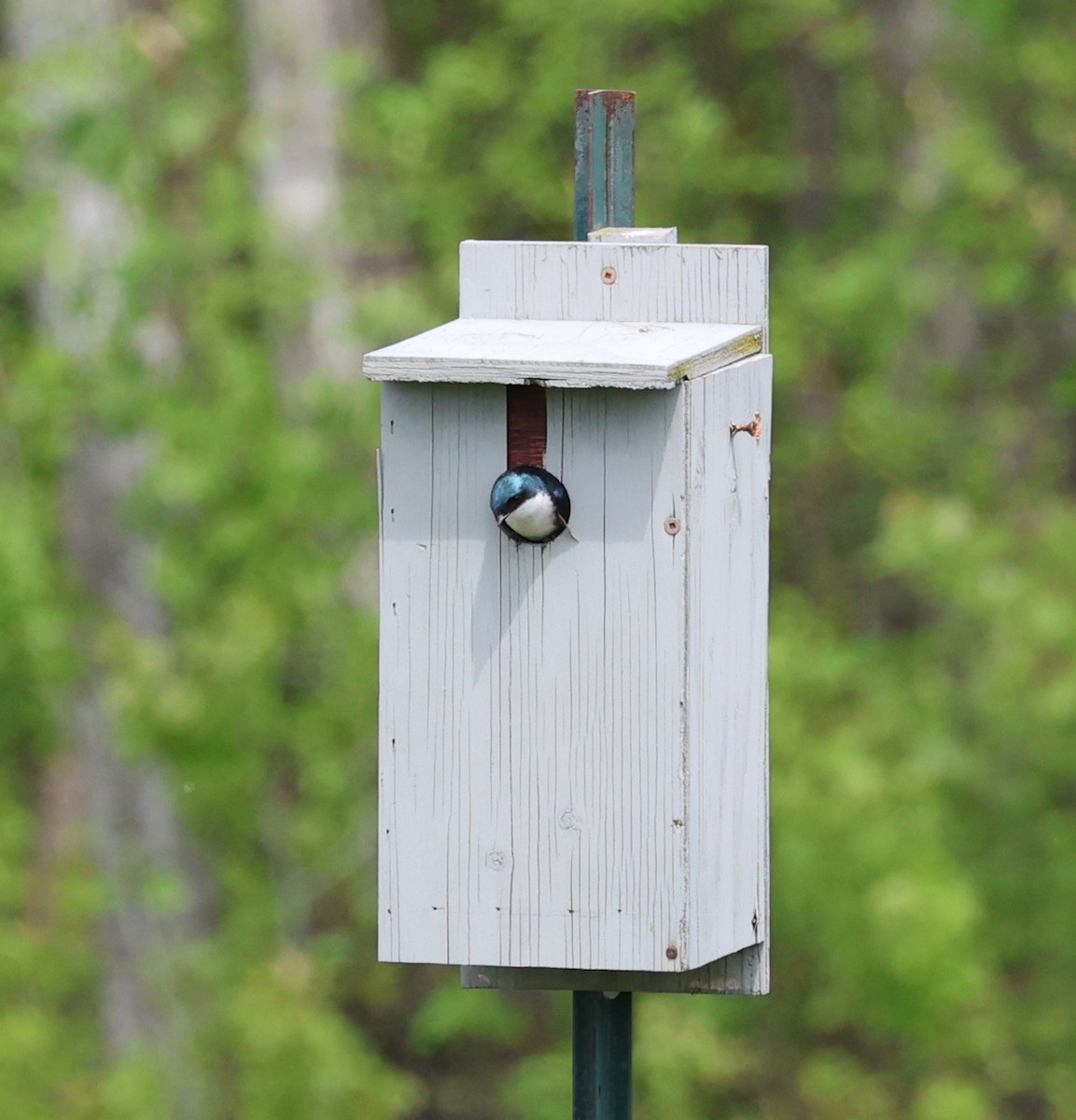 Tree Swallow - Jean Crépeau