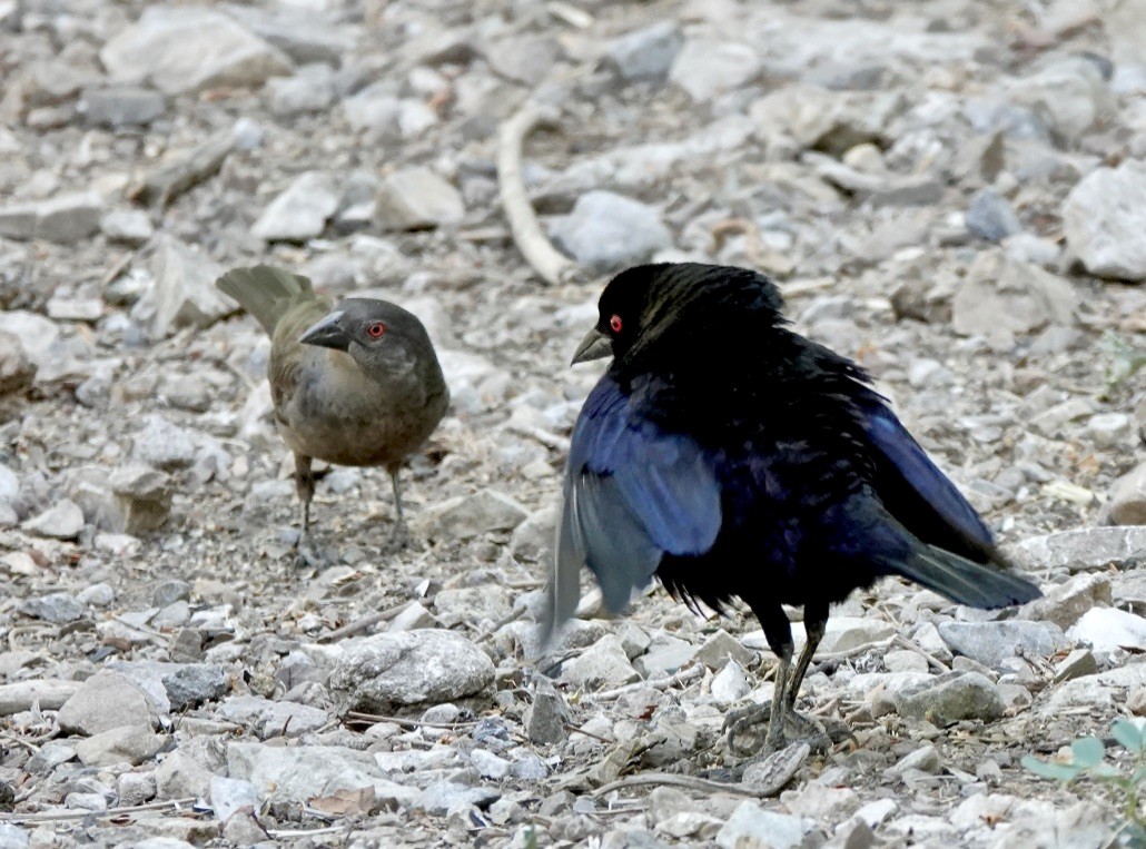 Bronzed Cowbird - Rick Taylor