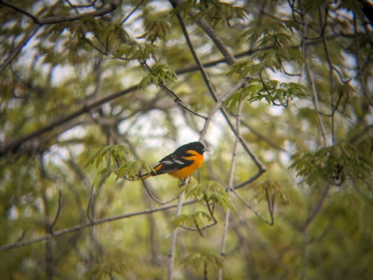 Baltimore Oriole - Adrielle Parlee