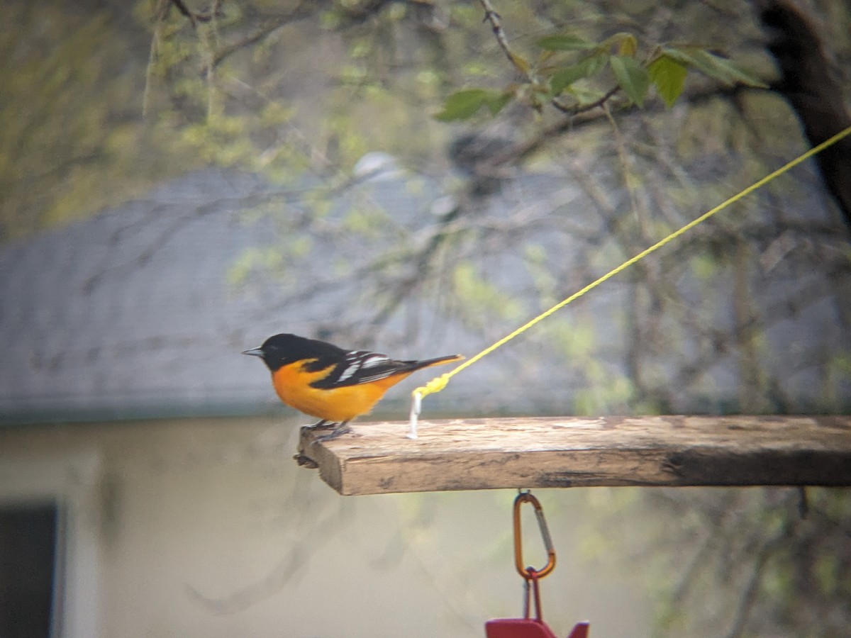 Baltimore Oriole - Adrielle Parlee