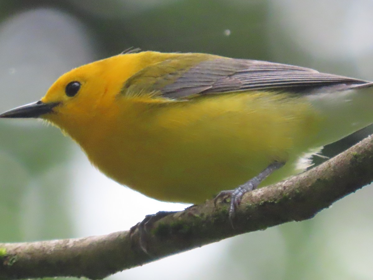 Prothonotary Warbler - Marisa Rositol