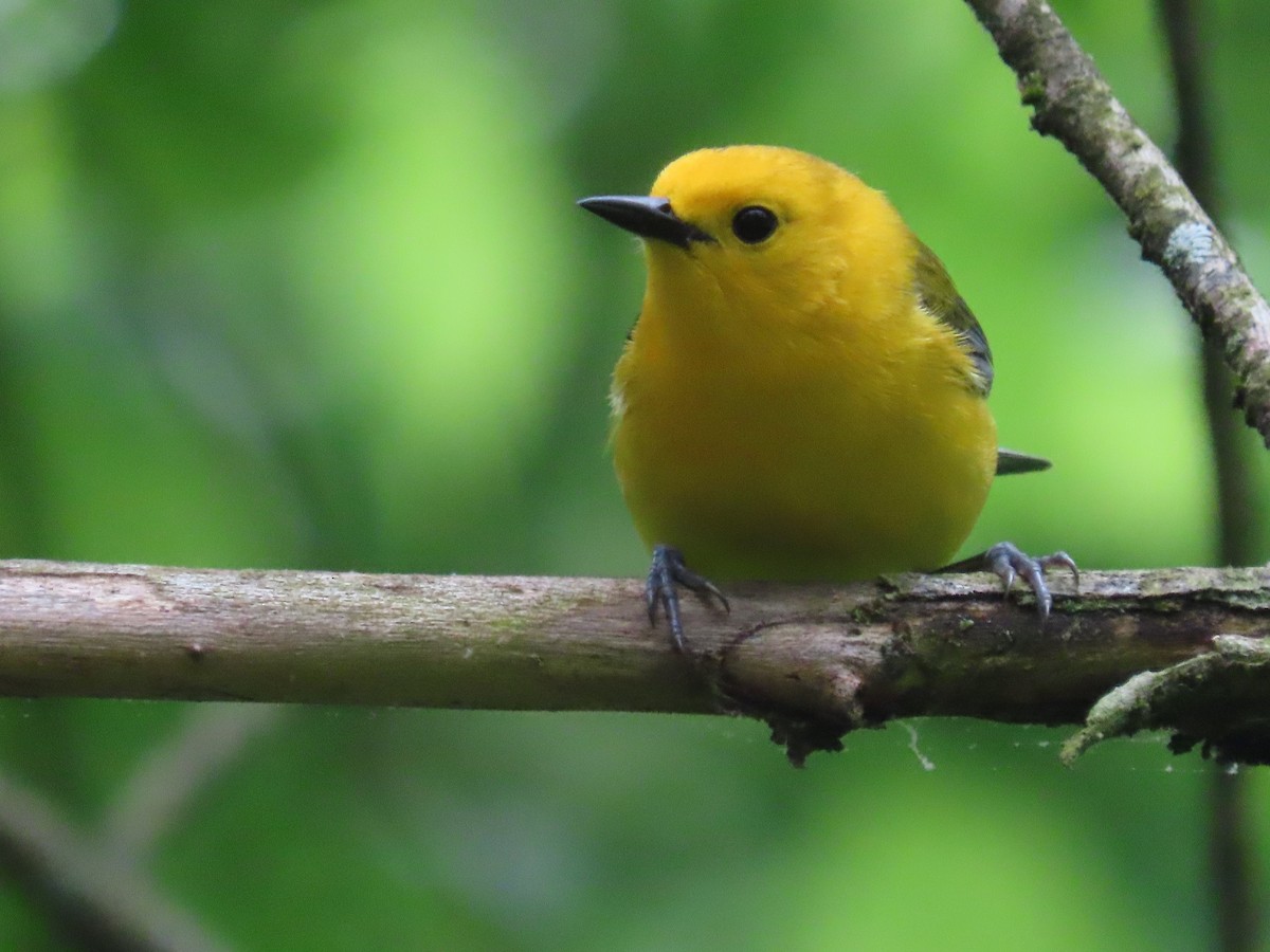 Prothonotary Warbler - Marisa Rositol