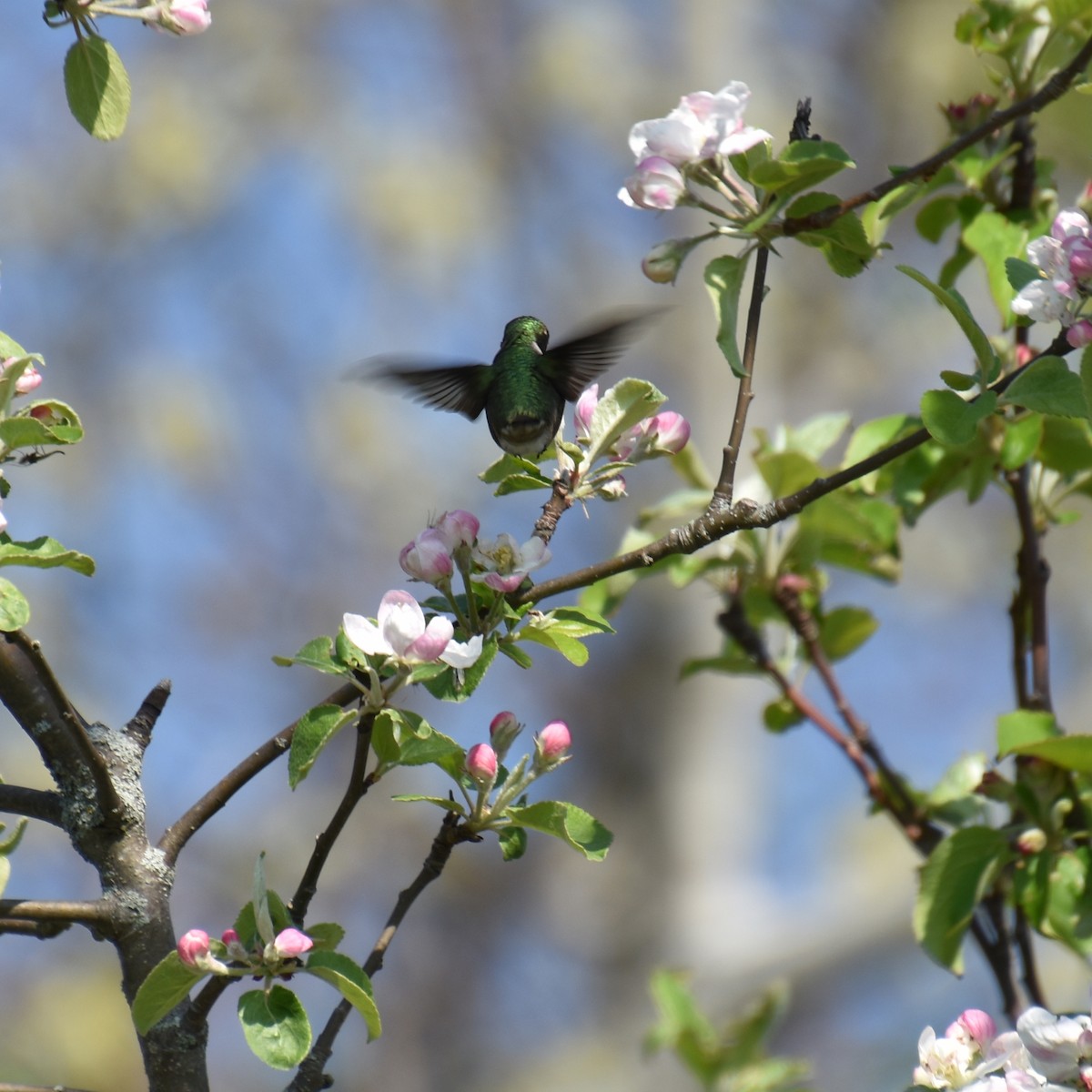 Ruby-throated Hummingbird - ML619103260