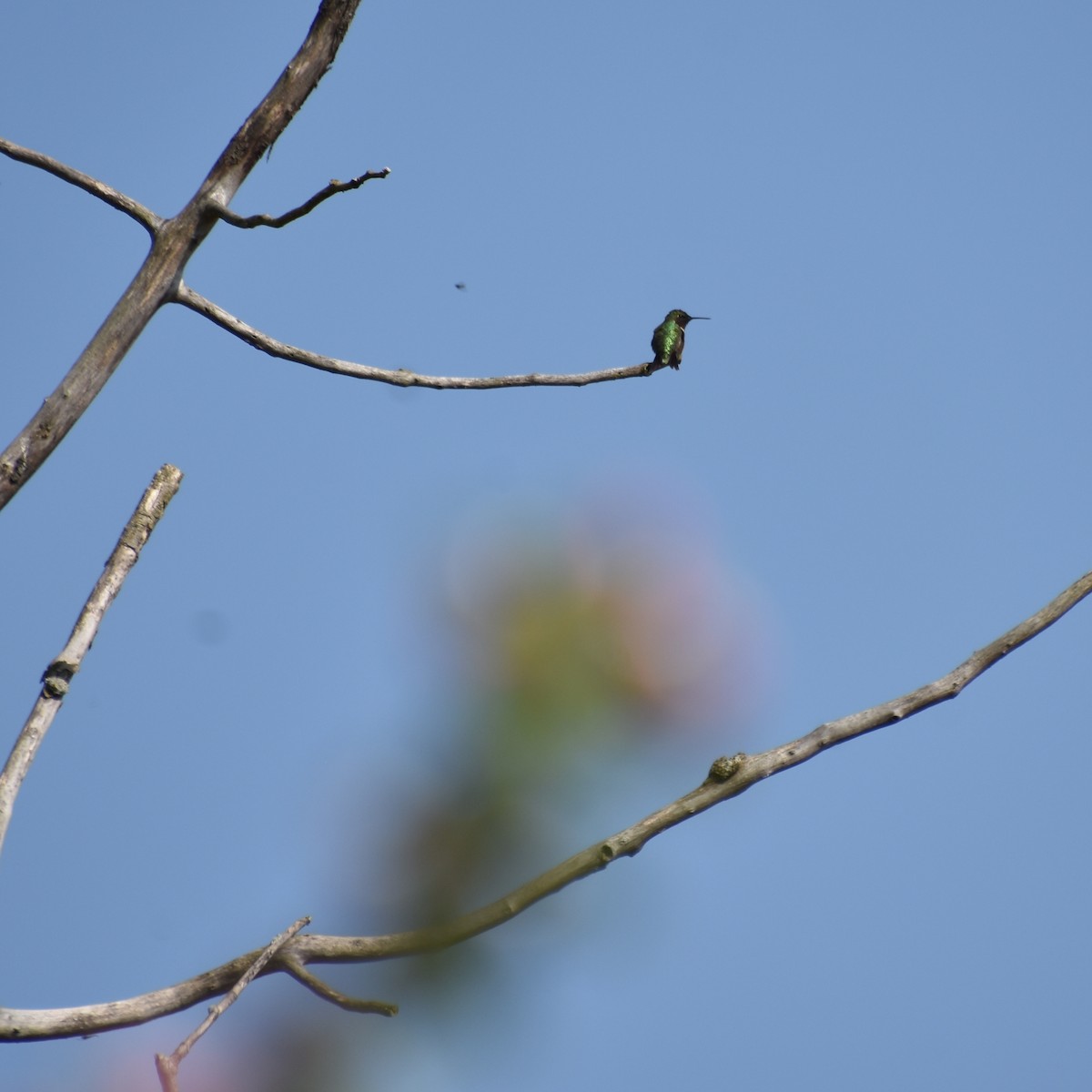 Colibri à gorge rubis - ML619103262