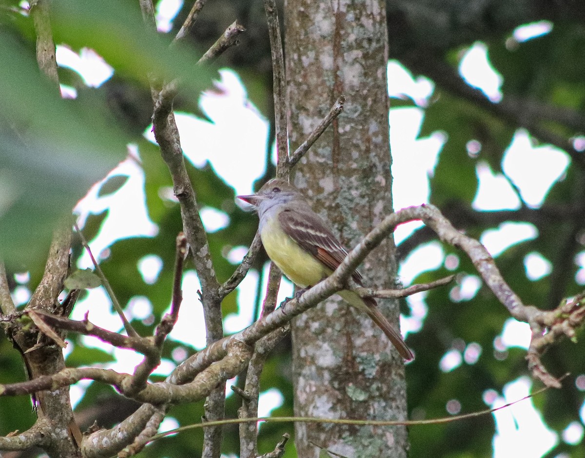 Great Crested Flycatcher - Santiago Cañaveral Suarez