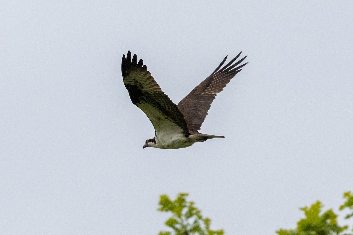 Osprey - Jonathan Bayer