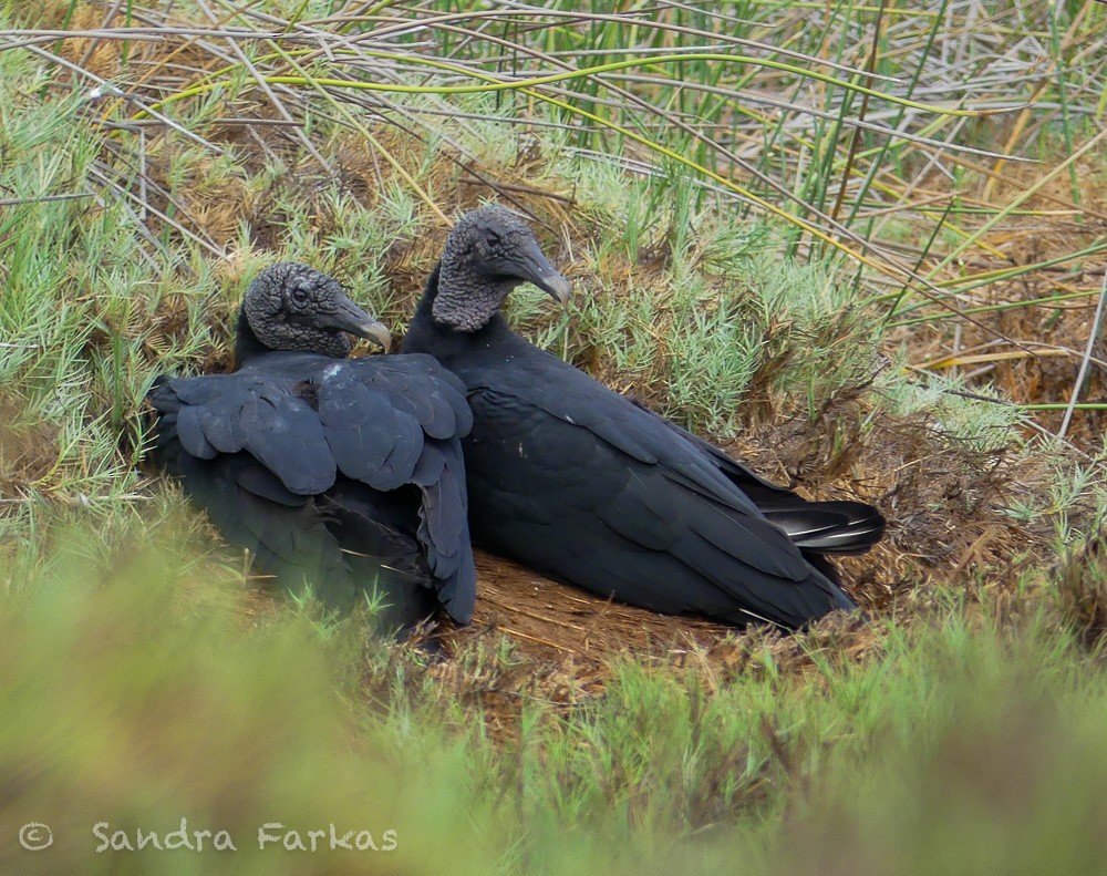 Black Vulture - Sandra Farkas