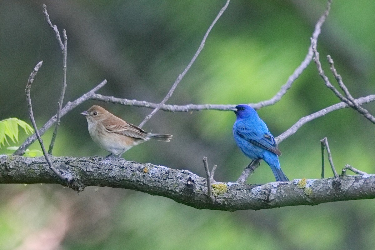 Indigo Bunting - ML619103274