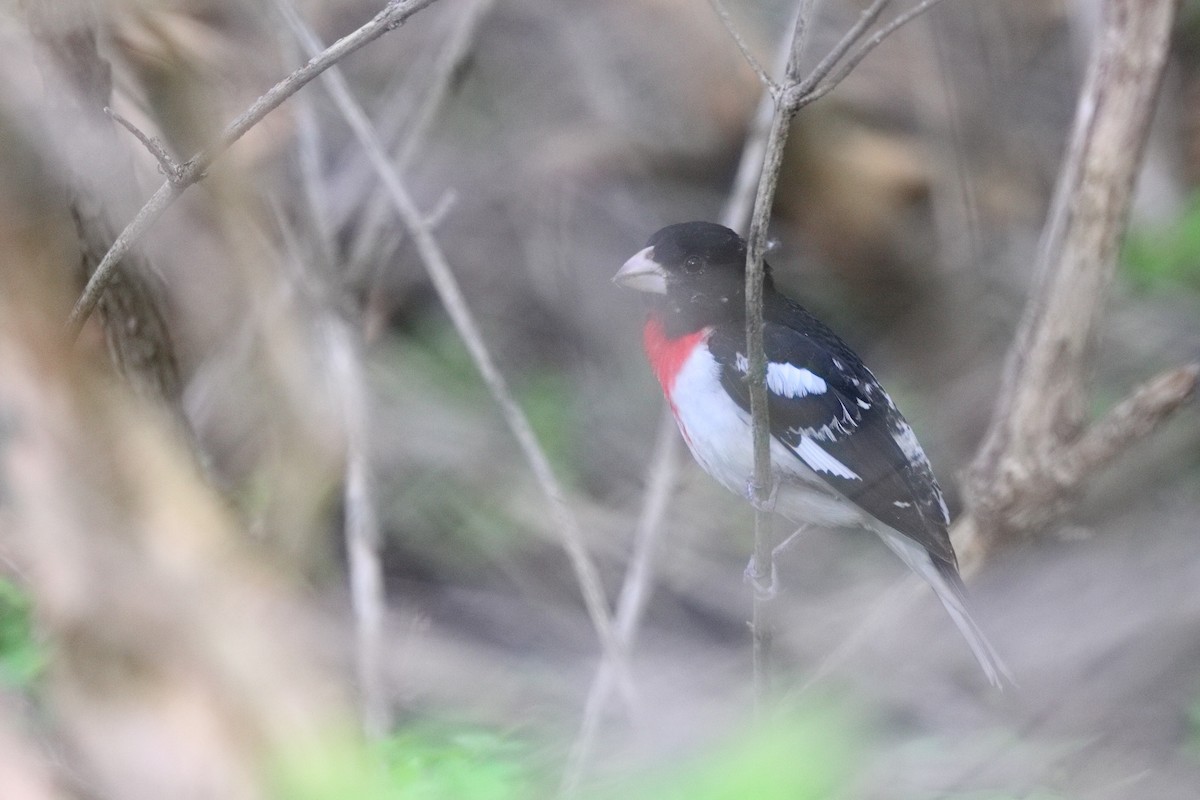 Rose-breasted Grosbeak - Shawn Miller