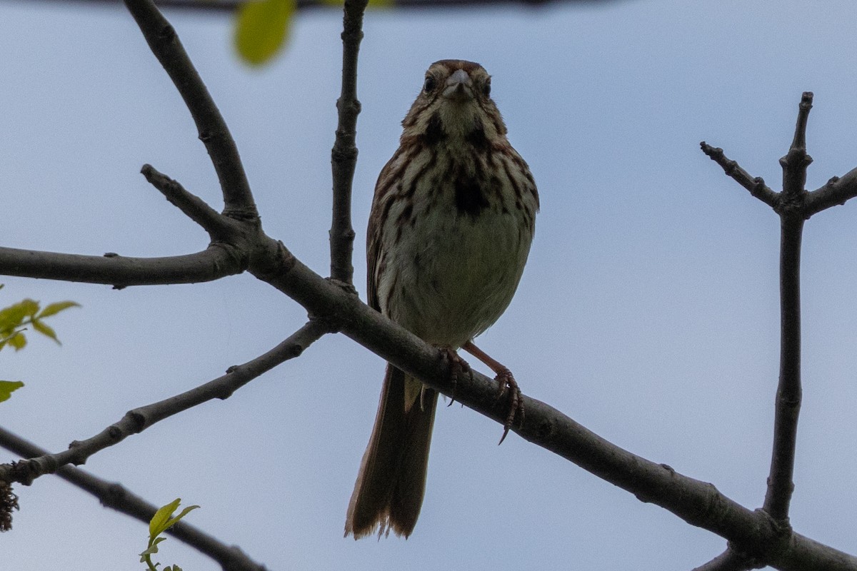 Song Sparrow - Jonathan Bayer