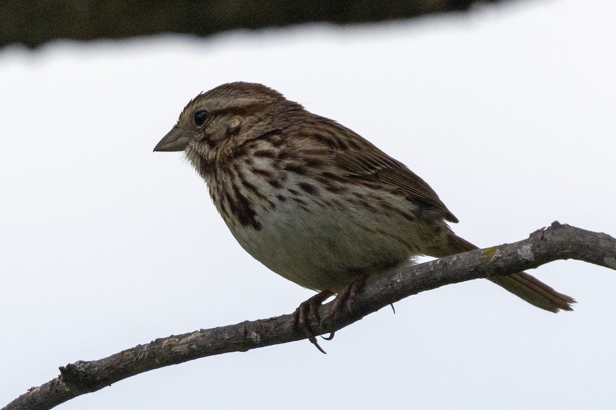 Song Sparrow - Jonathan Bayer