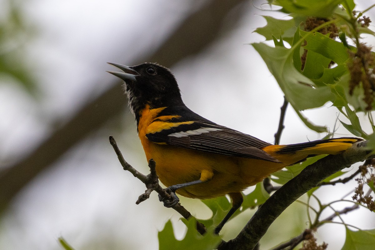 Baltimore Oriole - Jonathan Bayer