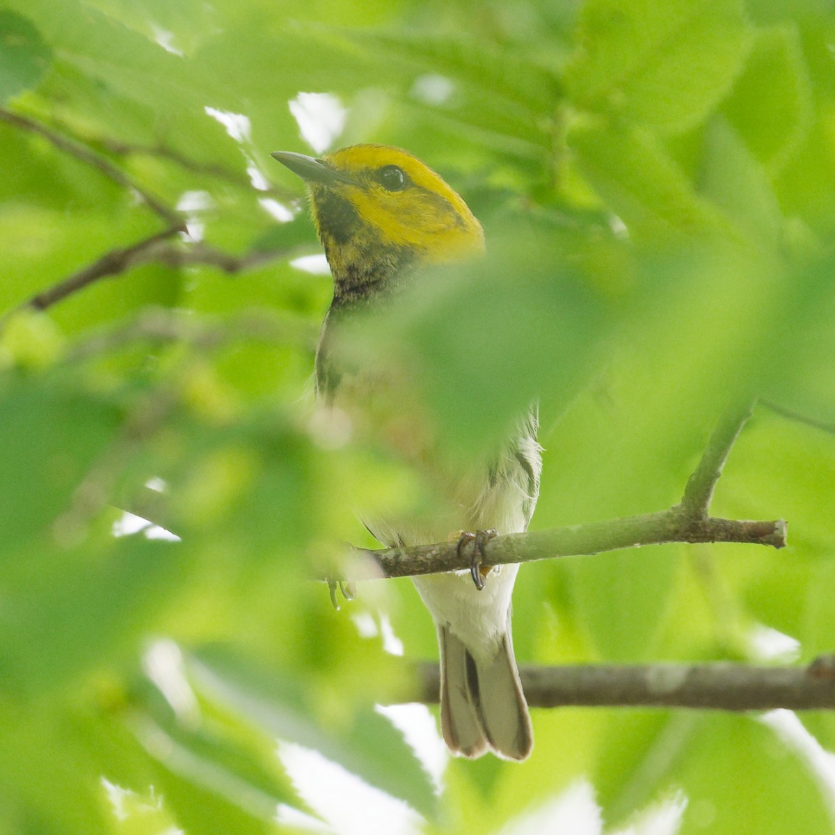 Black-throated Green Warbler - ML619103313