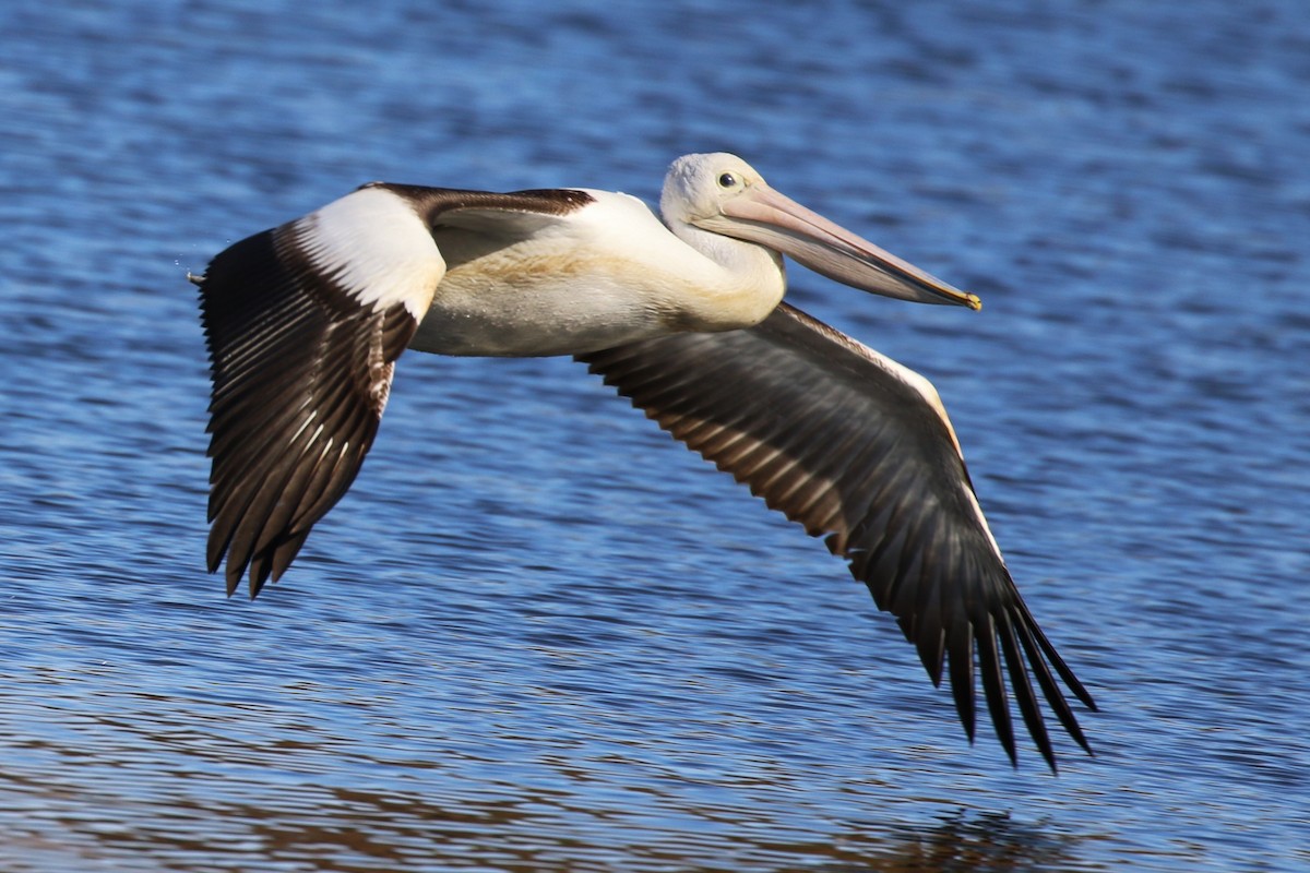 Australian Pelican - ML619103328