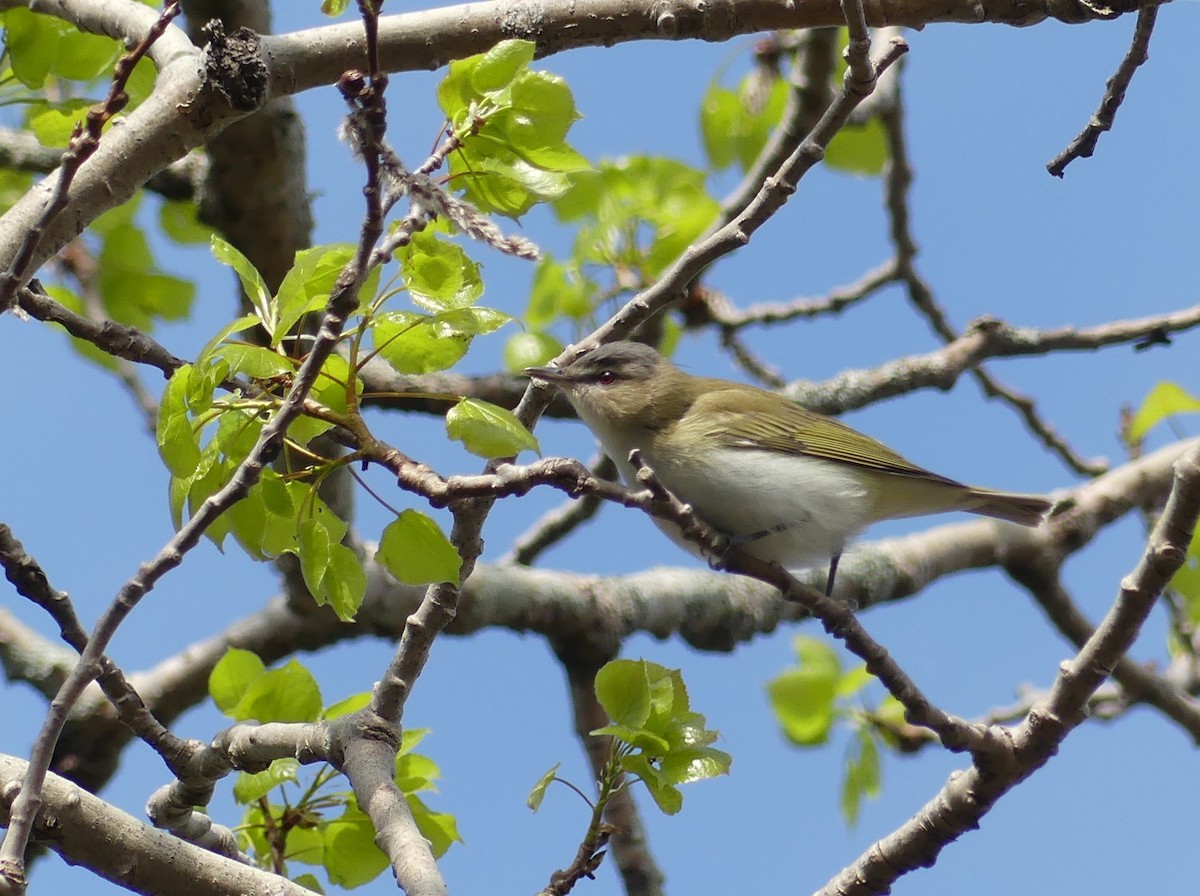Red-eyed Vireo - Jim Guion