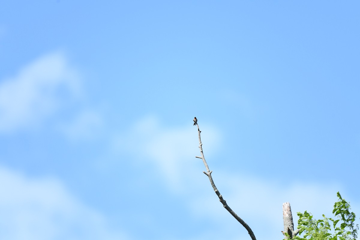 Colibri à gorge rubis - ML619103382