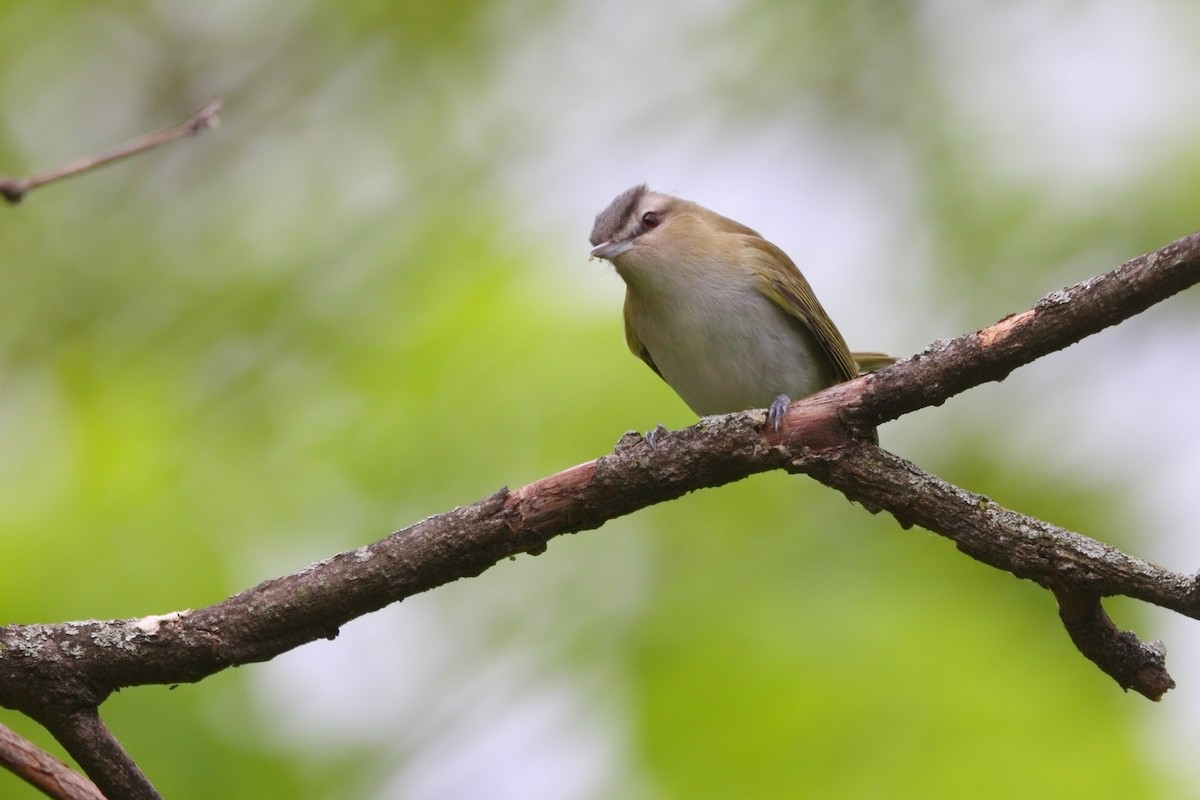 Red-eyed Vireo - Shawn Miller