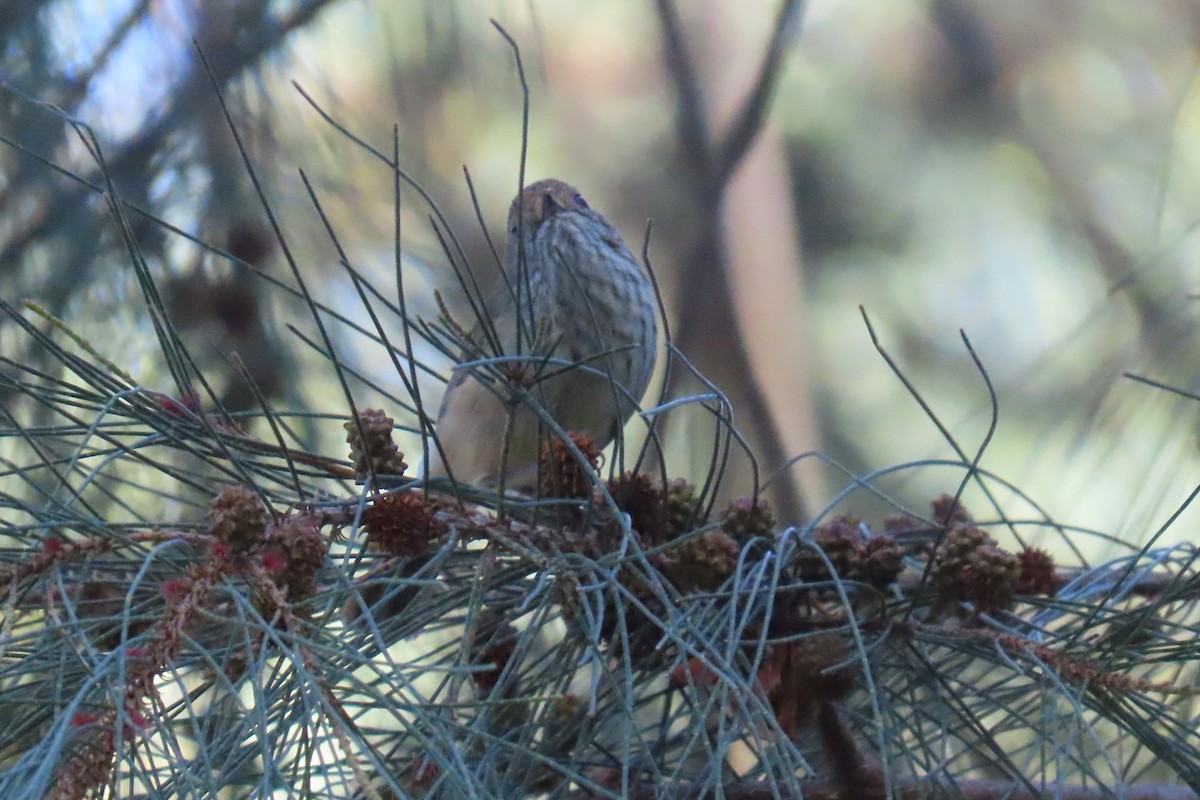 Brown Thornbill - Deb & Rod R