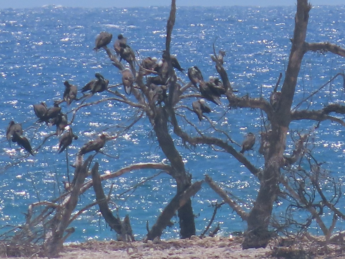 Magnificent Frigatebird - Pamela Hunt