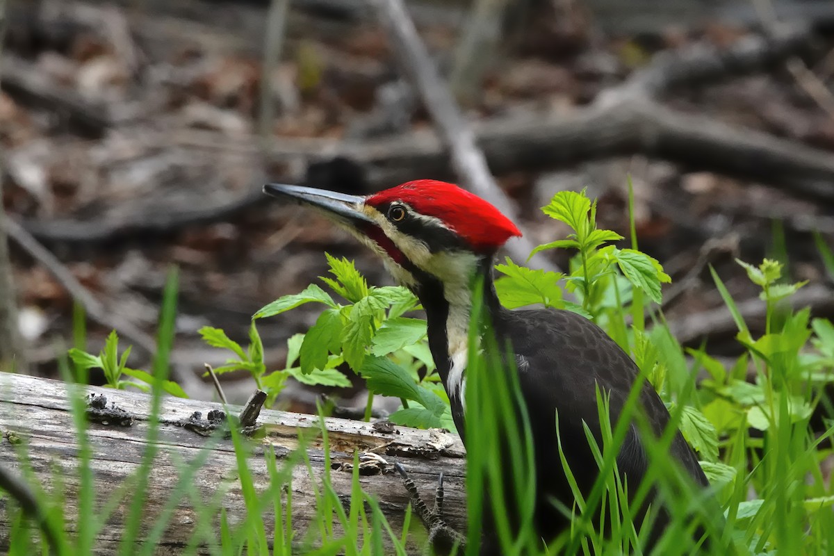 Pileated Woodpecker - J.K. R.