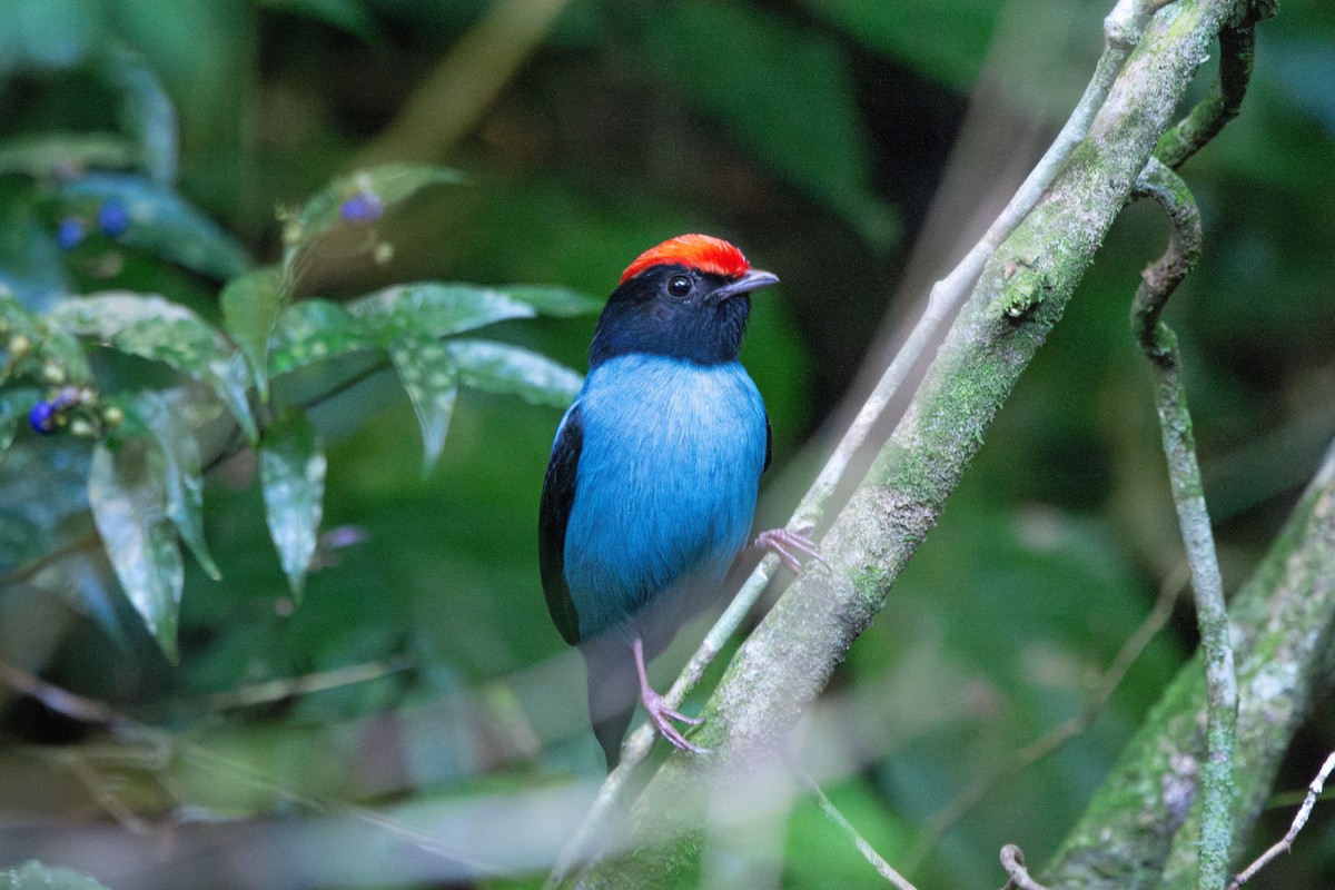 Swallow-tailed Manakin - FABRICIO GRIGOLIN