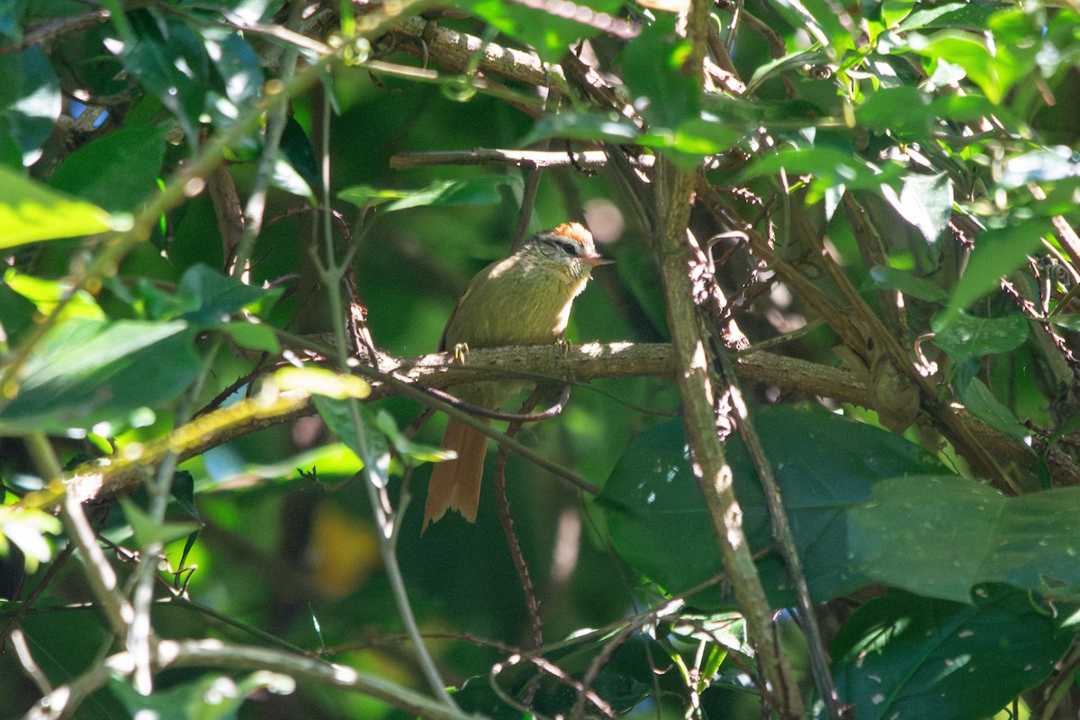 Pallid Spinetail - FABRICIO GRIGOLIN