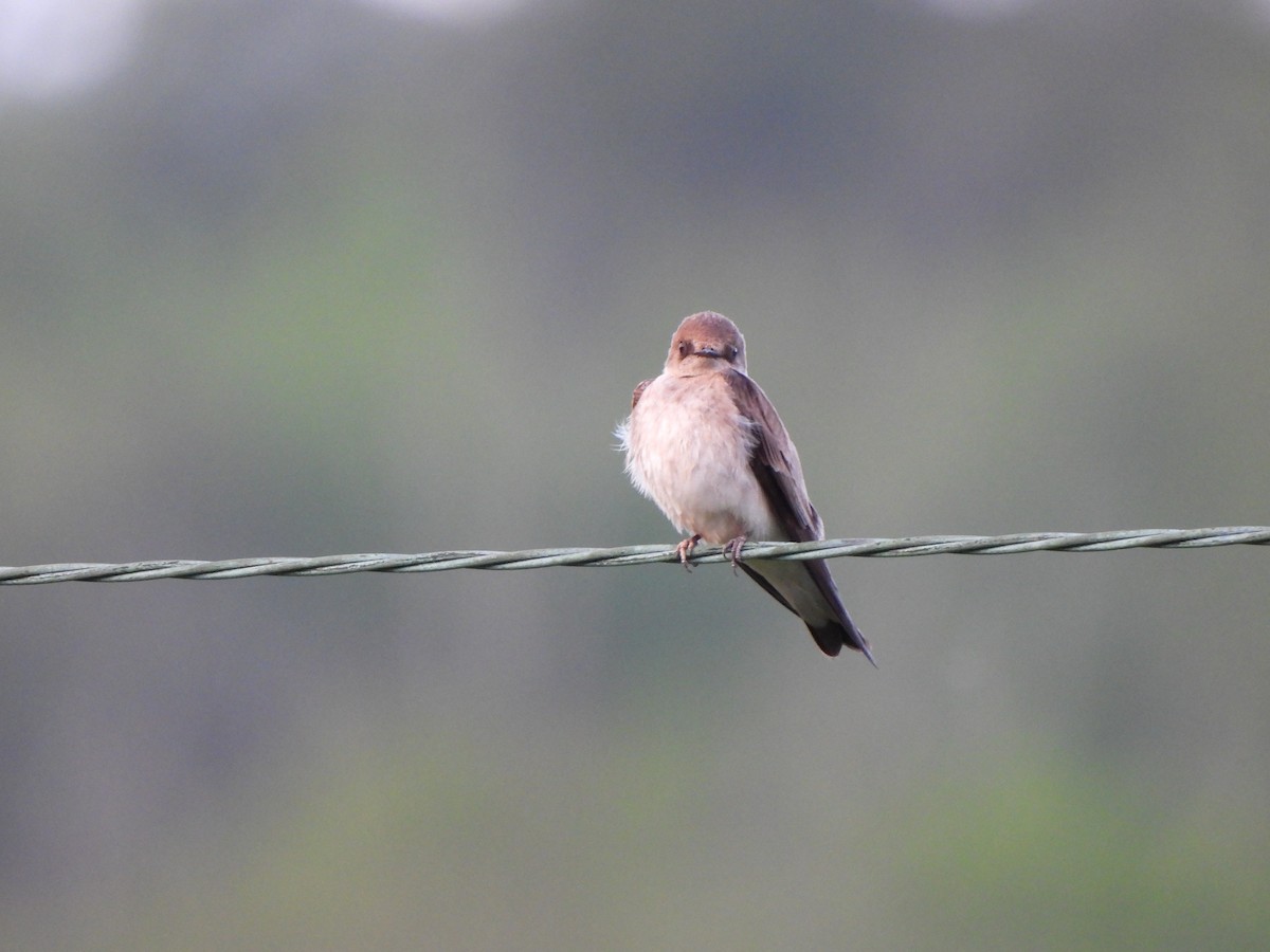 Northern Rough-winged Swallow - Nancy VanCott