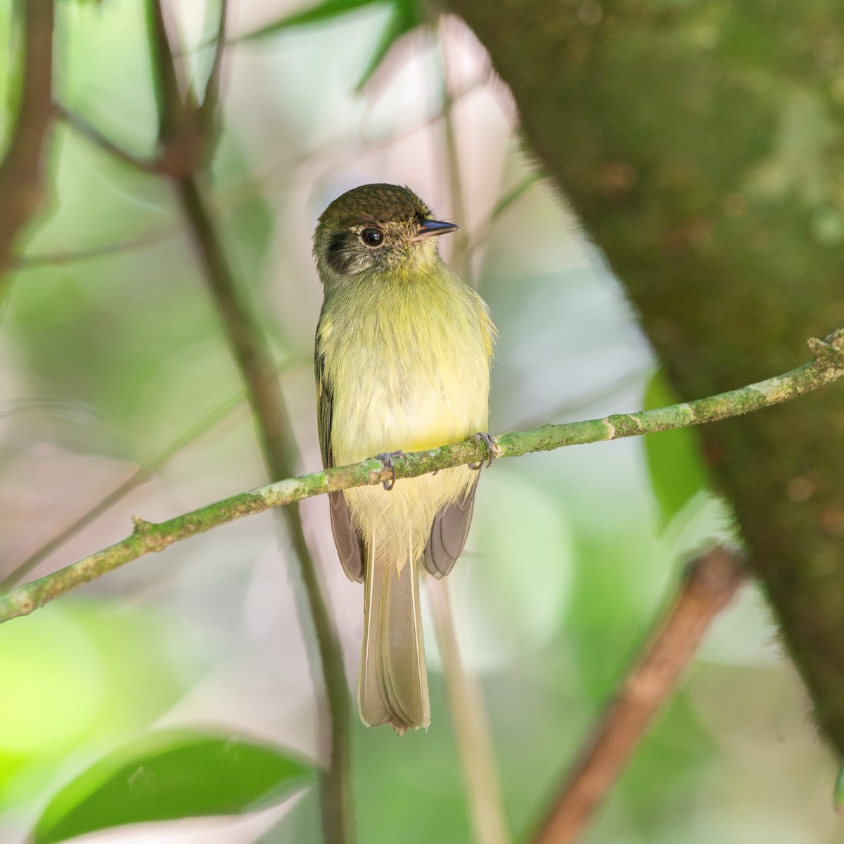 Sepia-capped Flycatcher - FABRICIO GRIGOLIN