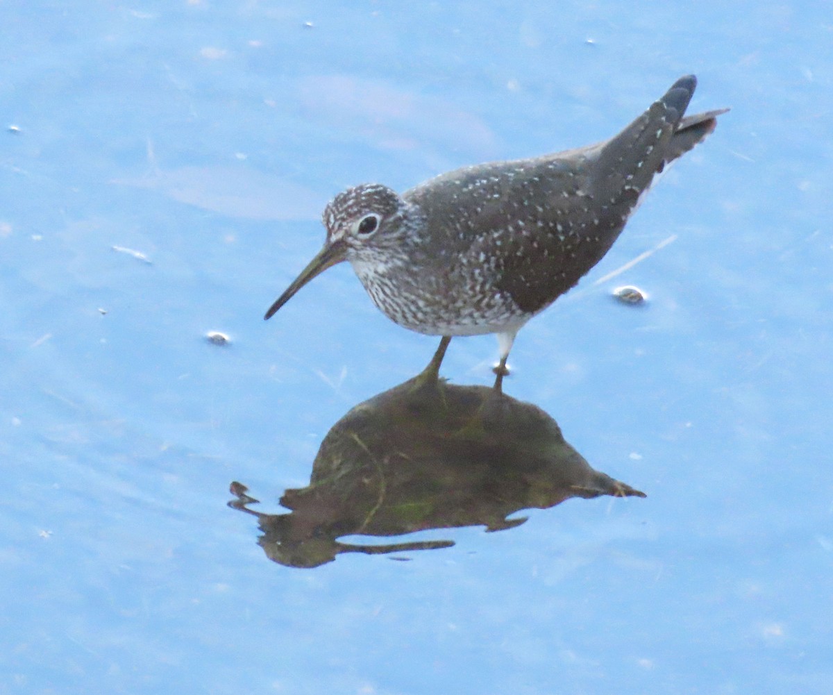 Solitary Sandpiper - Deanna Nichols