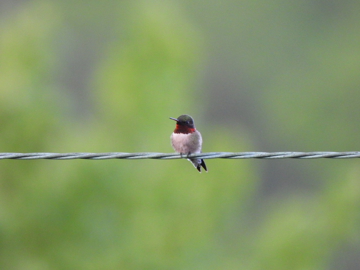 Ruby-throated Hummingbird - Nancy VanCott