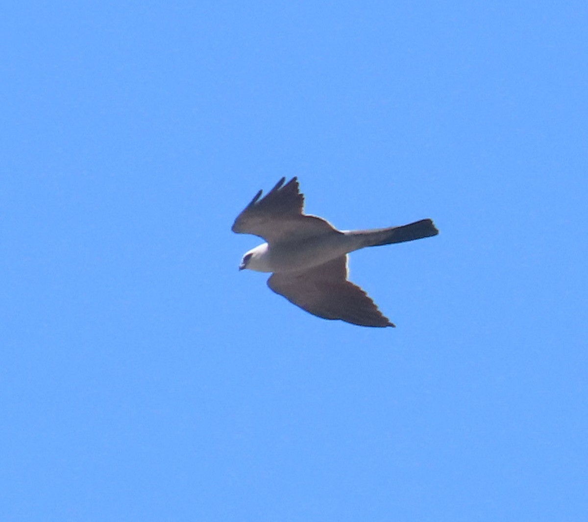 Mississippi Kite - ML619103477