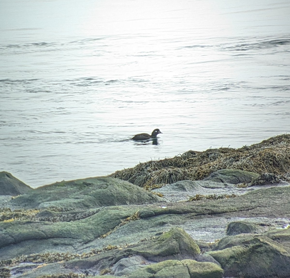 Harlequin Duck - ML619103487