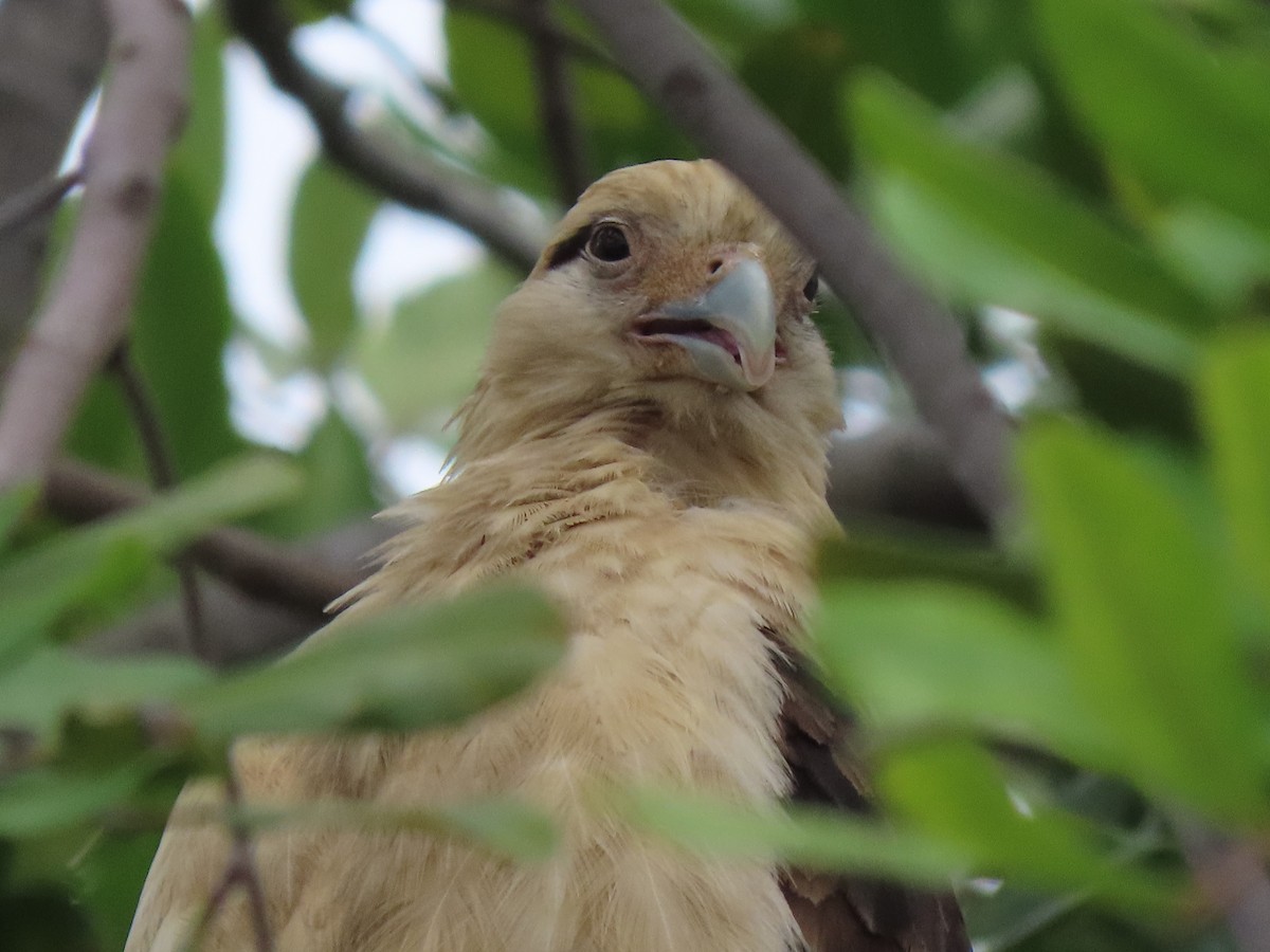 Yellow-headed Caracara - Edana Salisbury