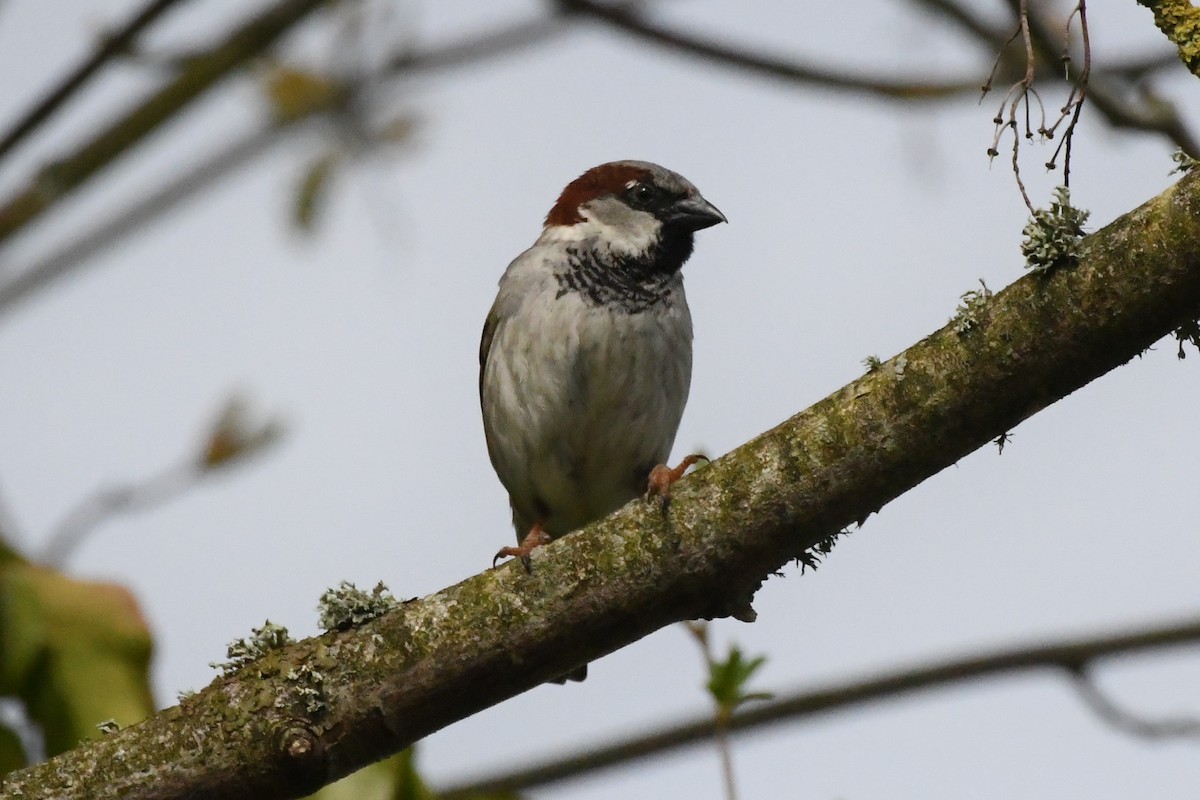 House Sparrow - Michael Louey