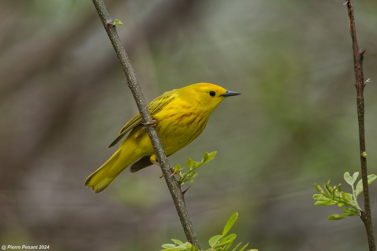 Yellow Warbler - Pierre Pesant
