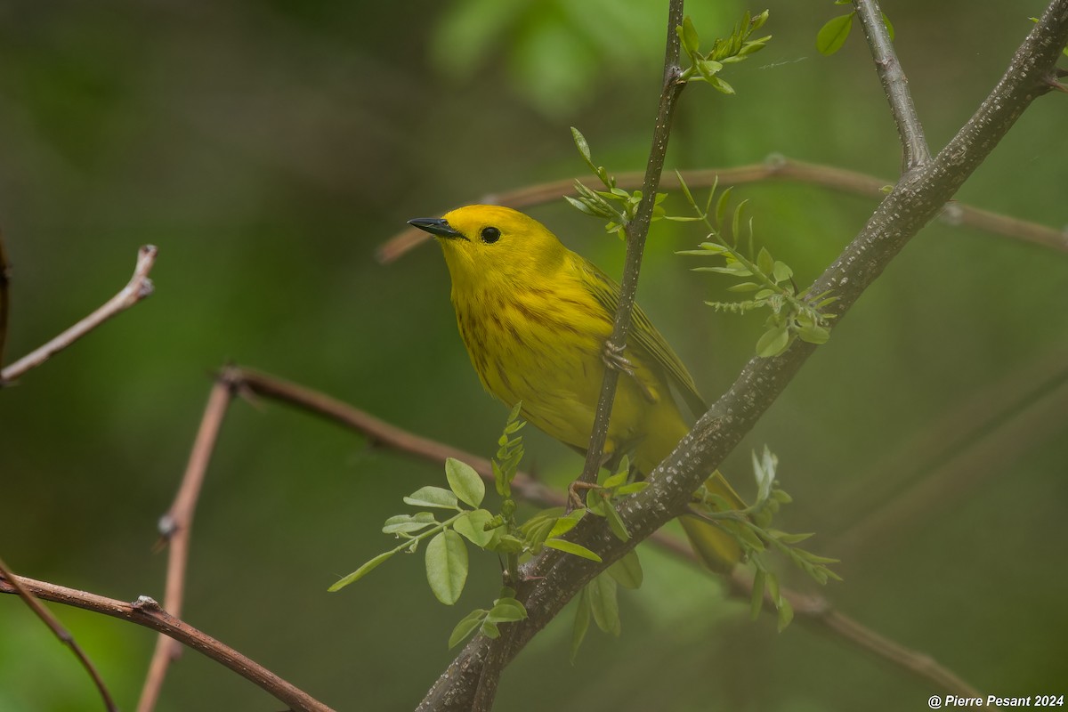 Yellow Warbler - Pierre Pesant