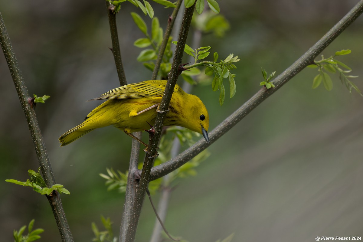 Yellow Warbler - Pierre Pesant