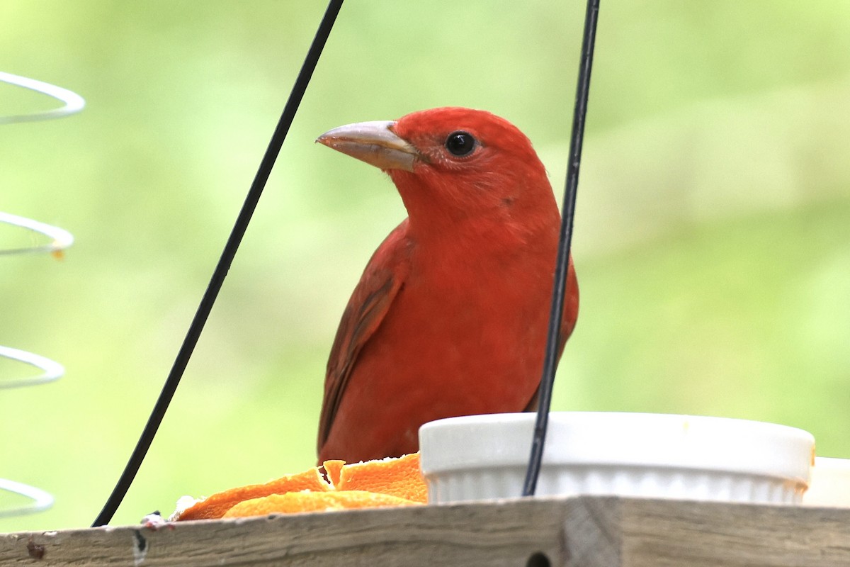 Summer Tanager - Becca Cockrum