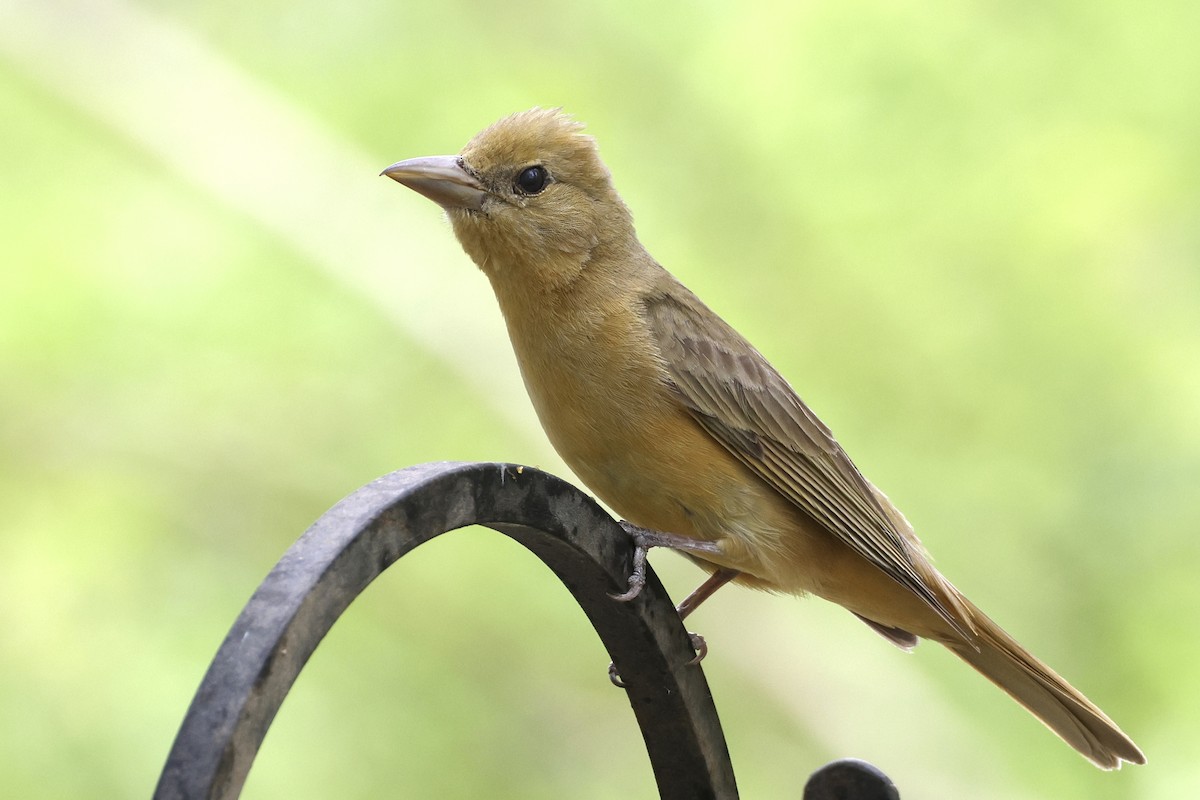 Summer Tanager - Becca Cockrum