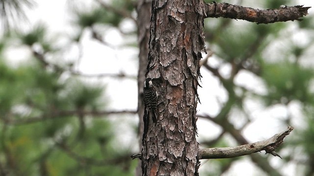 Red-cockaded Woodpecker - ML619103567