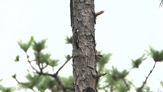 Red-cockaded Woodpecker - ML619103568