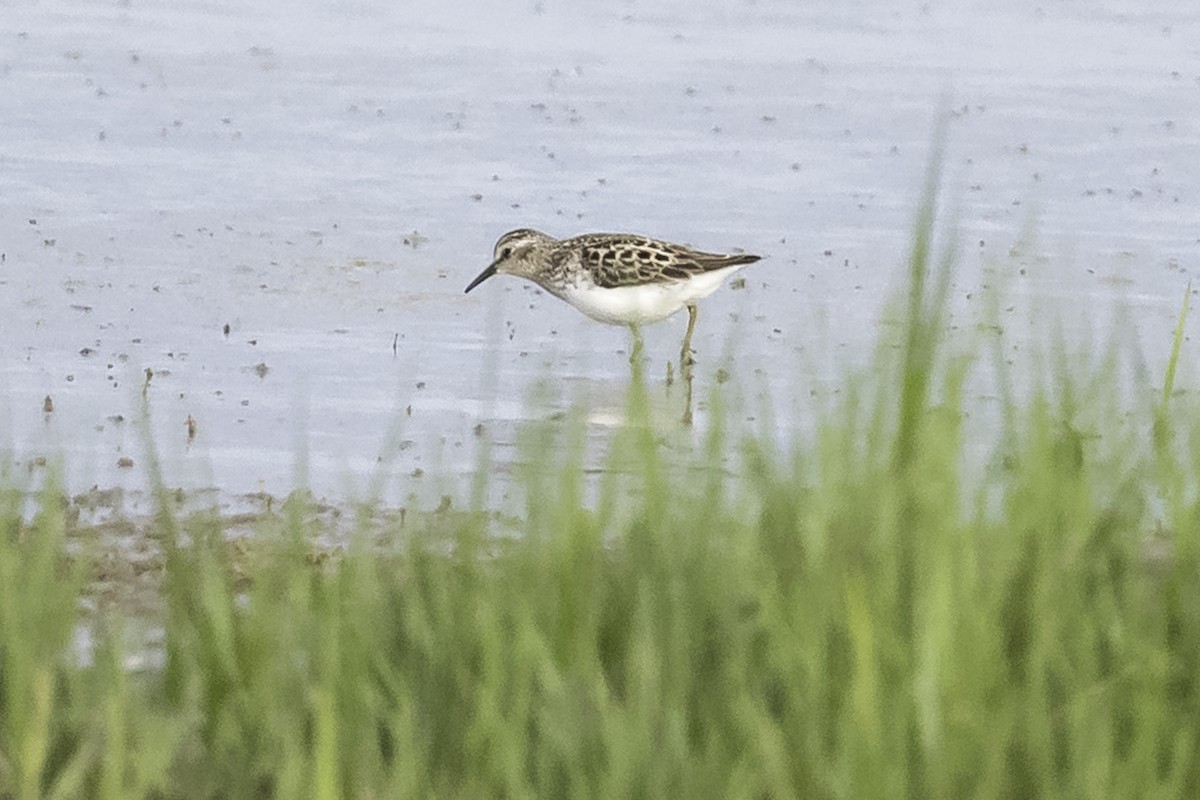 Least Sandpiper - Stan Deutsch