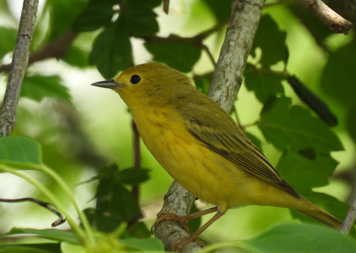 Yellow Warbler - ML619103573