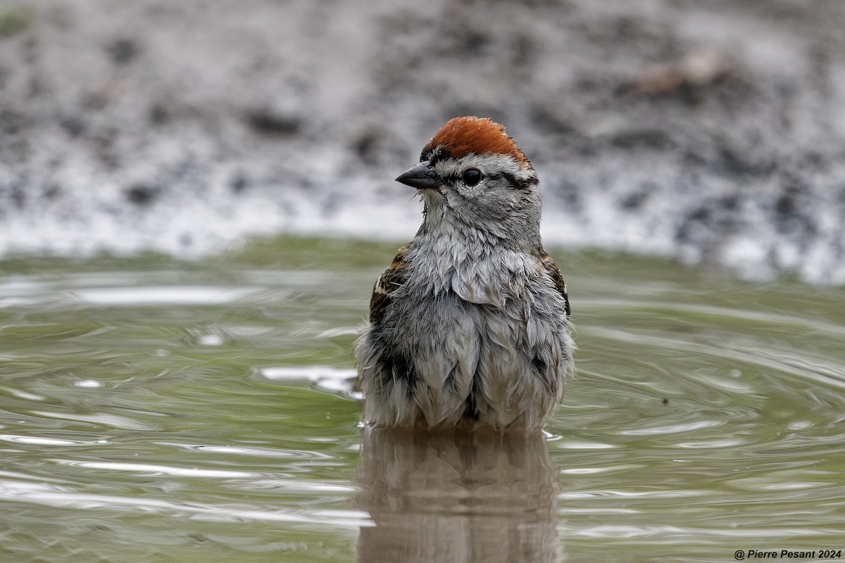 Chipping Sparrow - Pierre Pesant