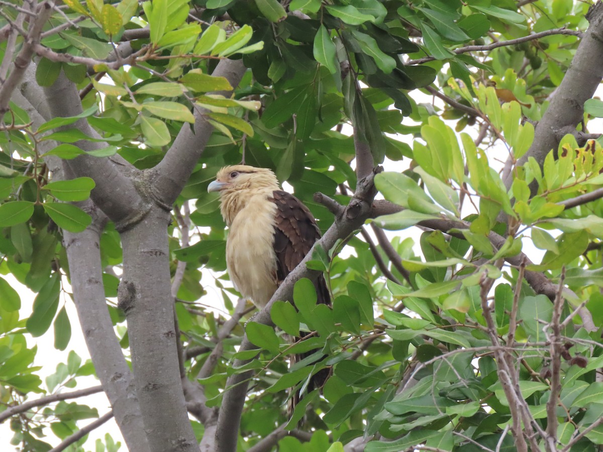 Yellow-headed Caracara - Edana Salisbury